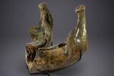 Wide Woolly Mammoth Lower Jaw With M Molars - Poland #340778-1